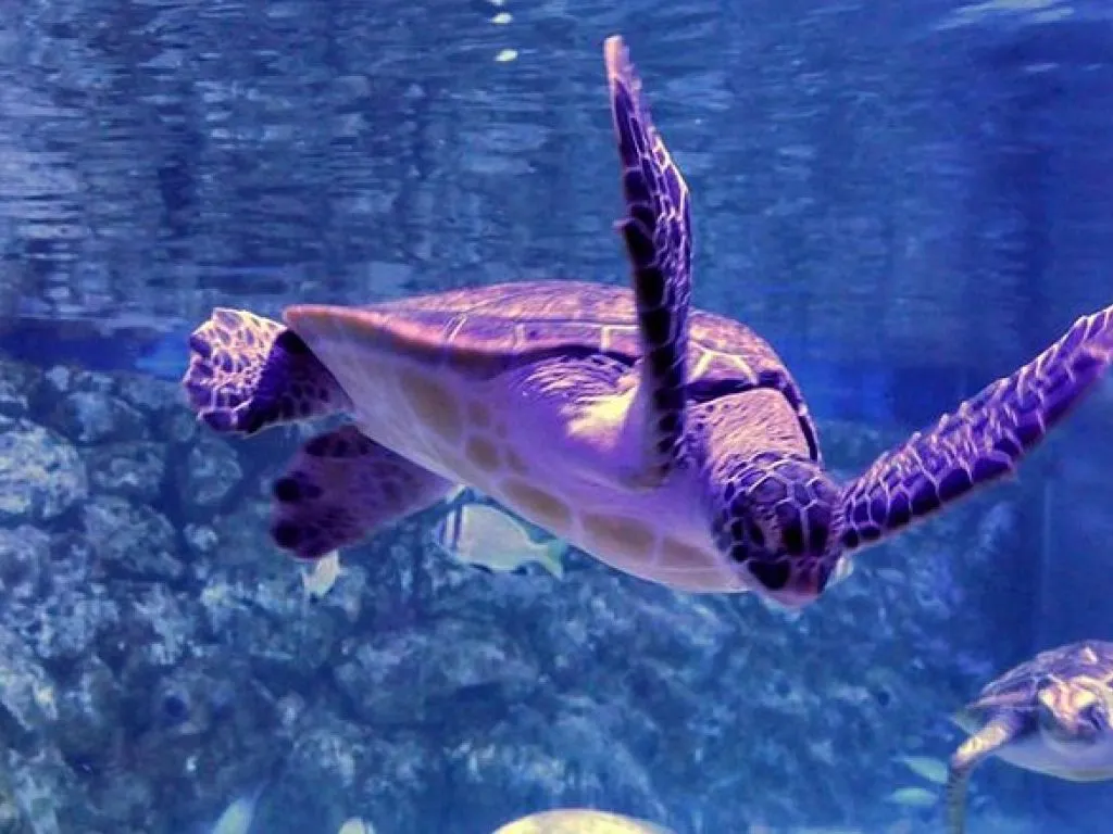 Hurghada Grand Aquarium hurghada-grand-aquarium/grand_aqurim_1.jpg