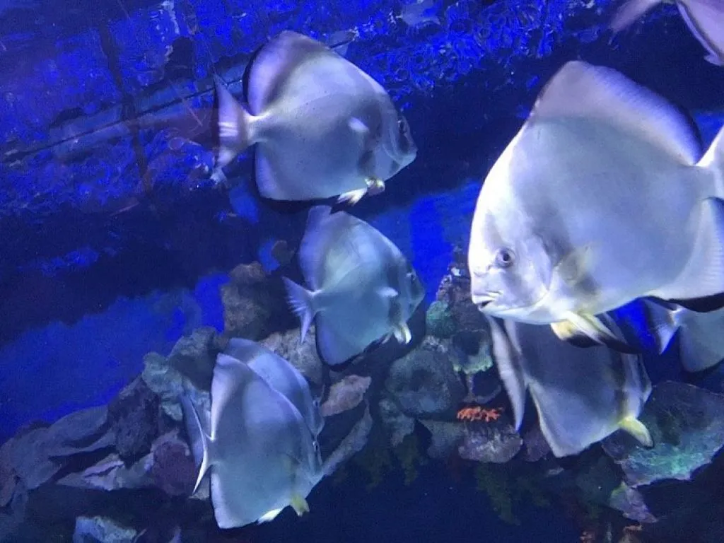 Hurghada Grand Aquarium hurghada-grand-aquarium/photo4jpg.jpg