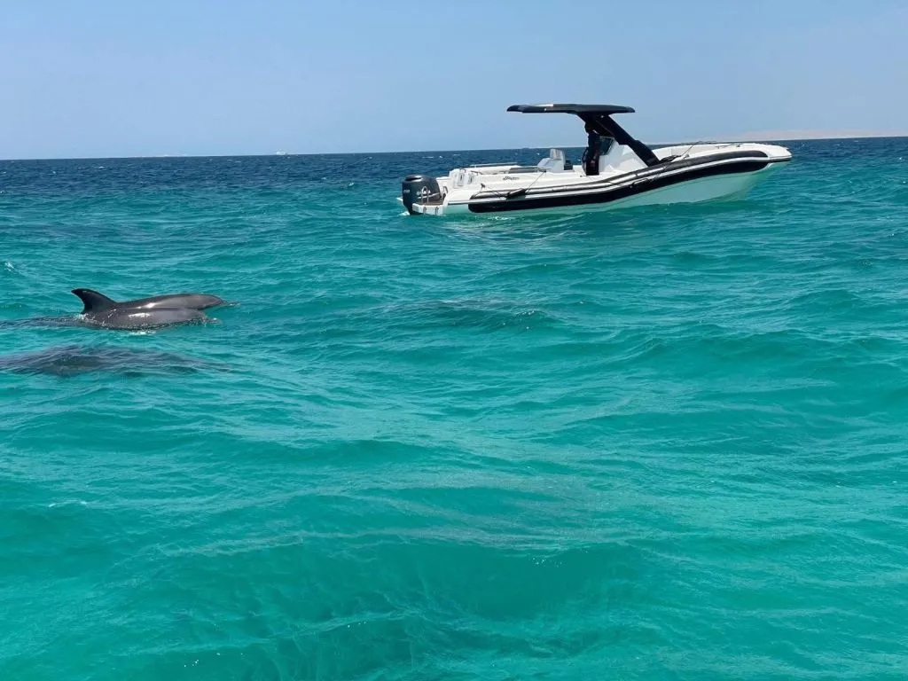Private Speedboat Adventure private-speedboat-adventure-with-snacks/WhatsApp_Image_2025-09-10_at_01_14_45.jpeg