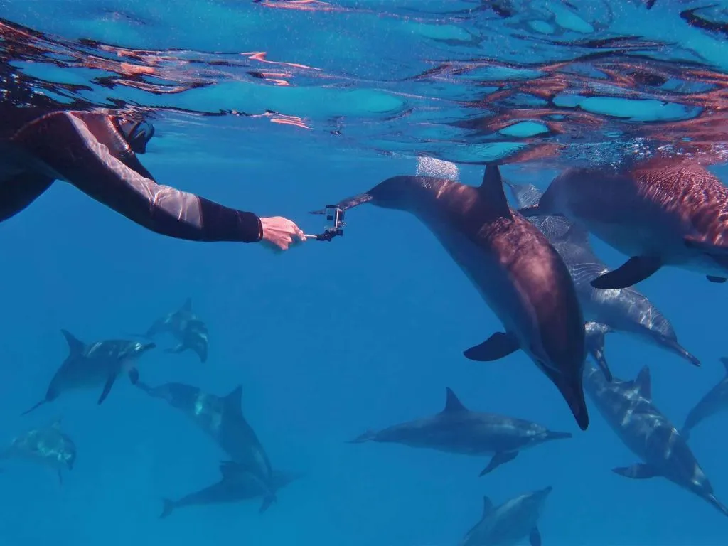 Sataya Dolphin Reef Snorkeling Cruise with Lunch sataya-dolphin-reef-snorkeling-cruise-with-lunch/09198bf101f61755ca8be264ef2e5b44e7b38058ce799b9dd3f63bf1fccb0367.jpg