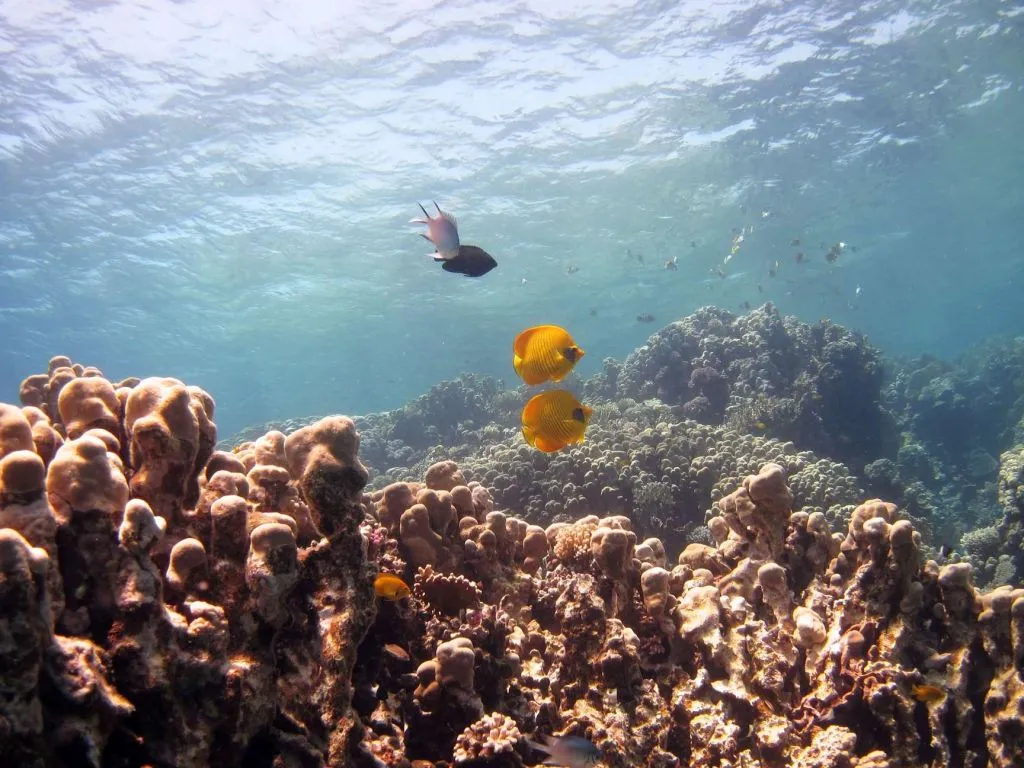 Sataya Dolphin Reef Snorkeling Cruise with Lunch sataya-dolphin-reef-snorkeling-cruise-with-lunch/40b08509a2d42838a23c62d8618f1867262ba2327558f994db3eb63bbc71f7fb.jpg