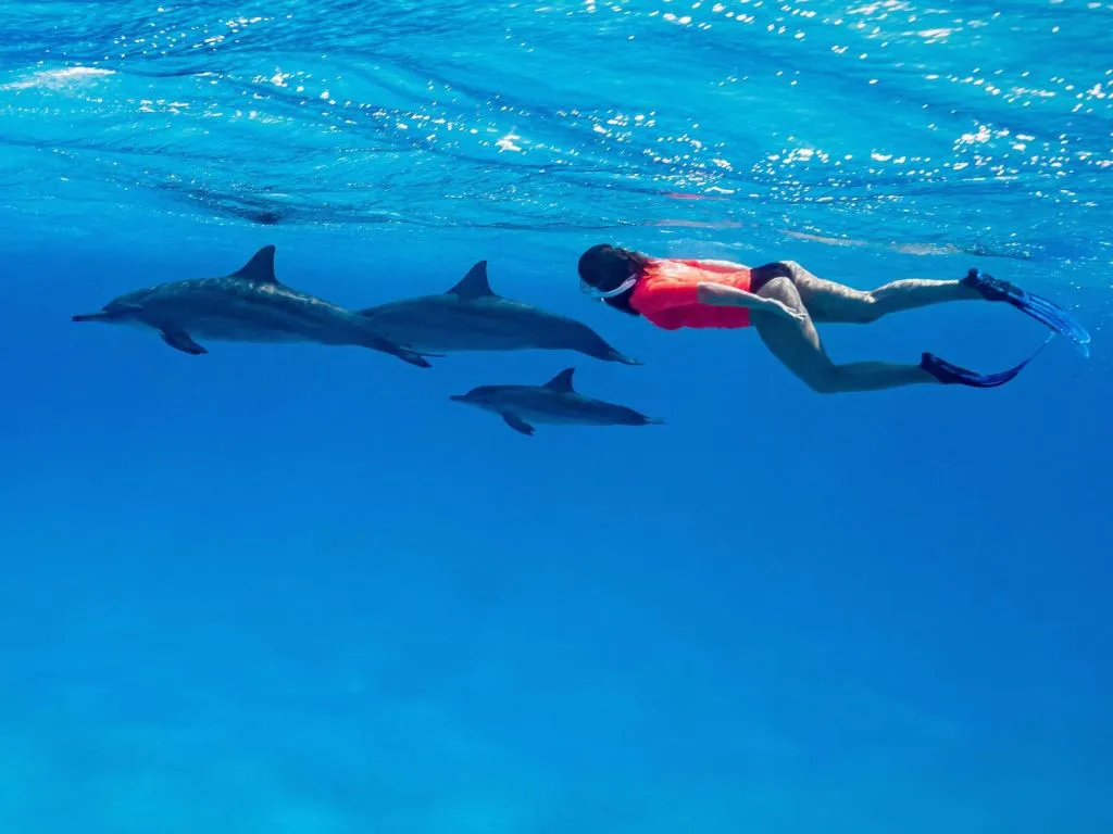Sataya Dolphin Reef Snorkeling Cruise with Lunch sataya-dolphin-reef-snorkeling-cruise-with-lunch/669f4d3d4f38ccf67d2c135290feed5b4a94865bf40c8ba8c3c503098db131a0.jpg